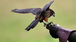 Spettacolo di Falconeria al Castello
